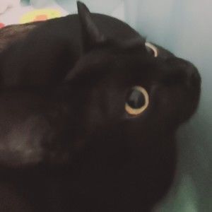 Meet someone who's addicted to beanie boos